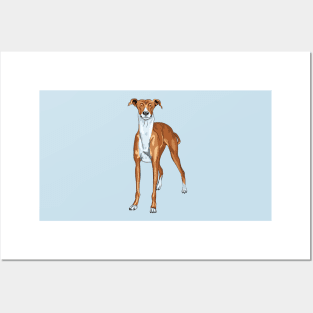 dog breed Greyhound Posters and Art